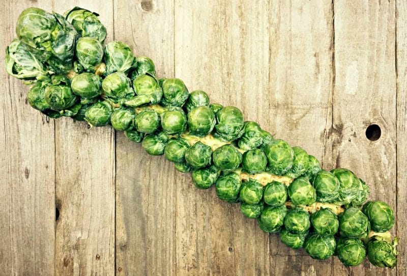 whole brussels sprout stalk