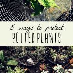 A potted plant protected in a wire cage, and potted plants buried in the ground for winter.