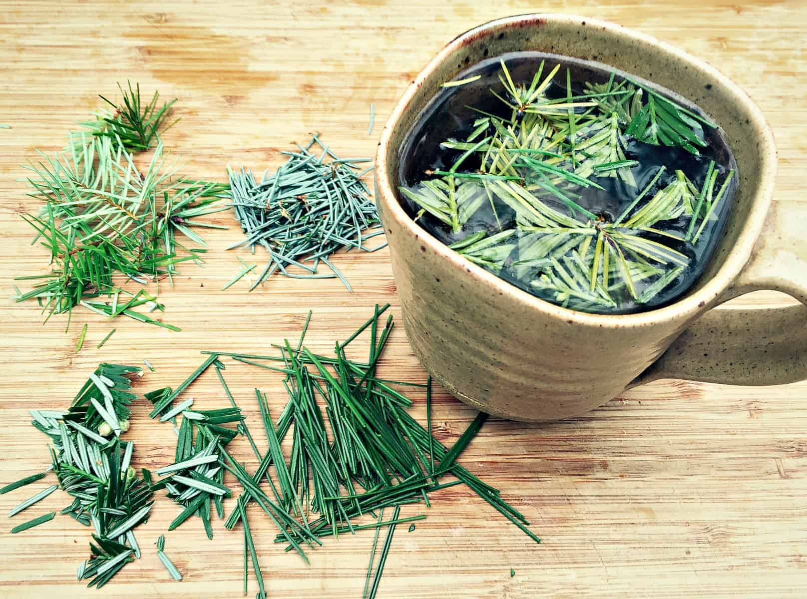 a mug of conifer needle tea