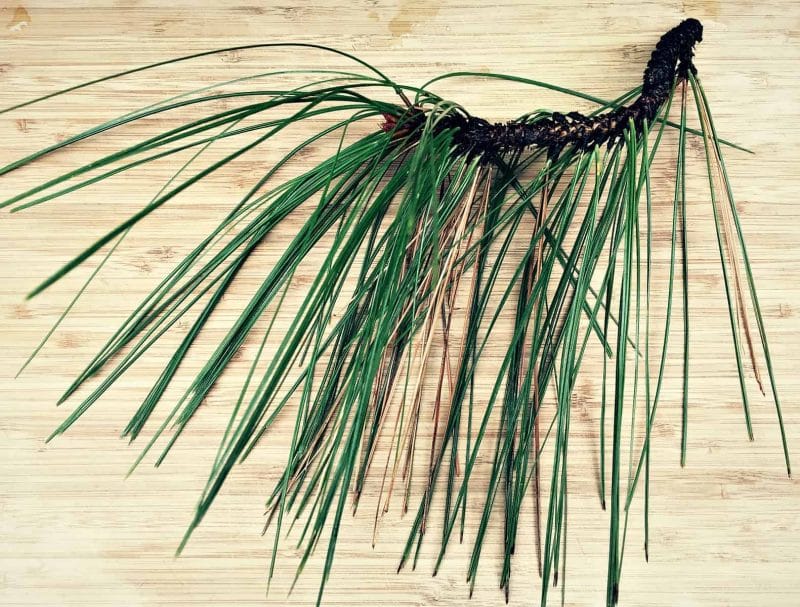 pine needles branch