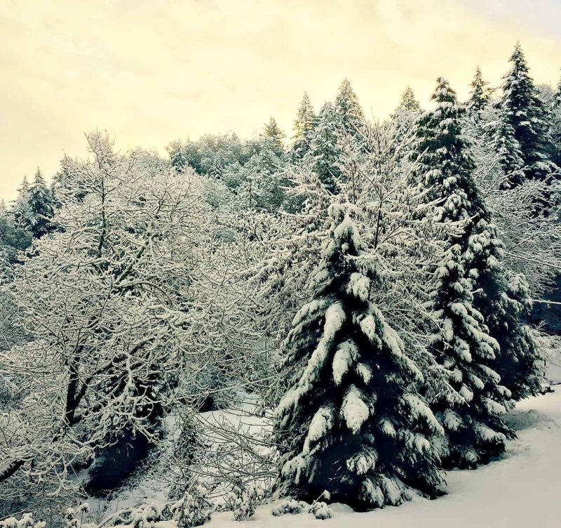 snowy trees