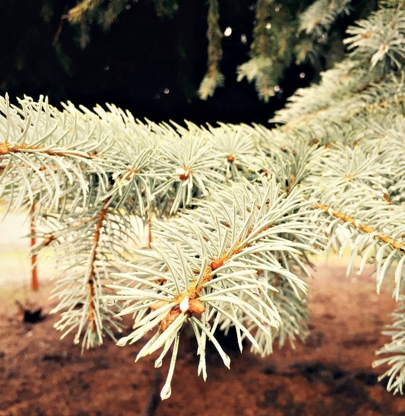 spruce needles