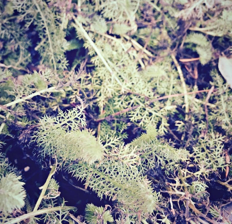 yarrow winter