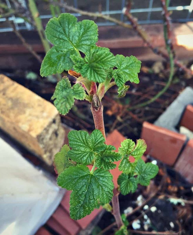 baby raspberry leaves