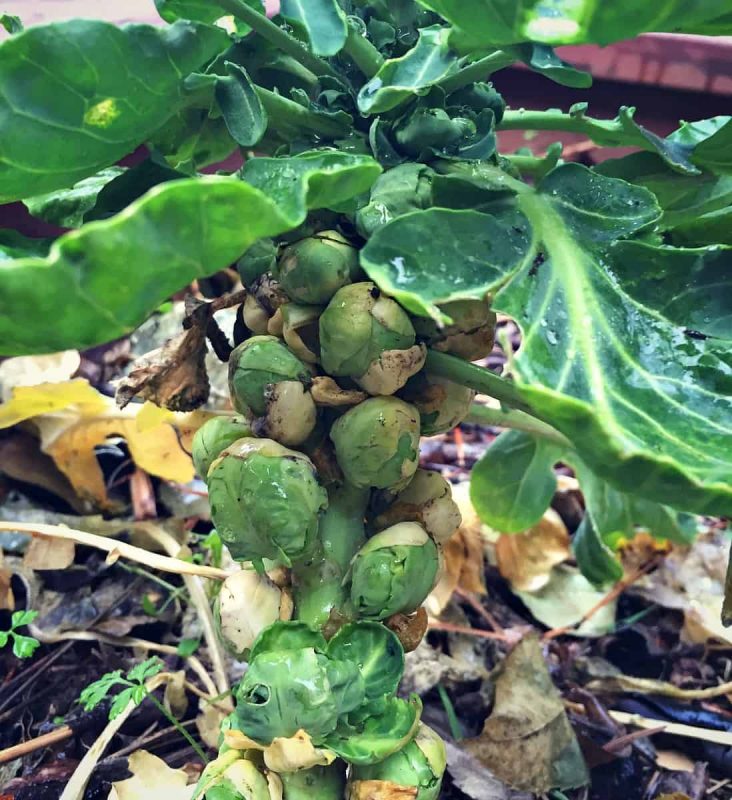 brussels sprouts