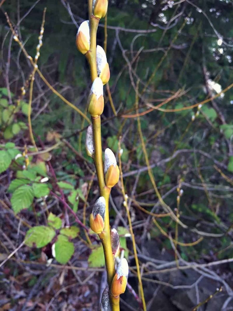 pussy willow