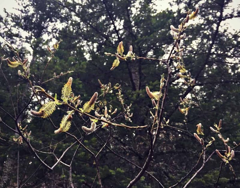 willow branches