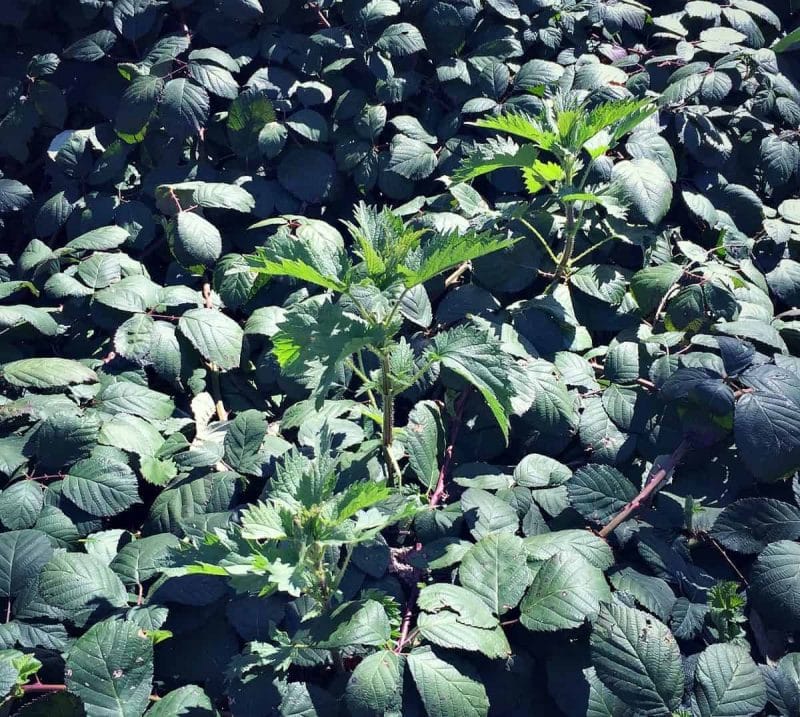 nettles growing with blackberry