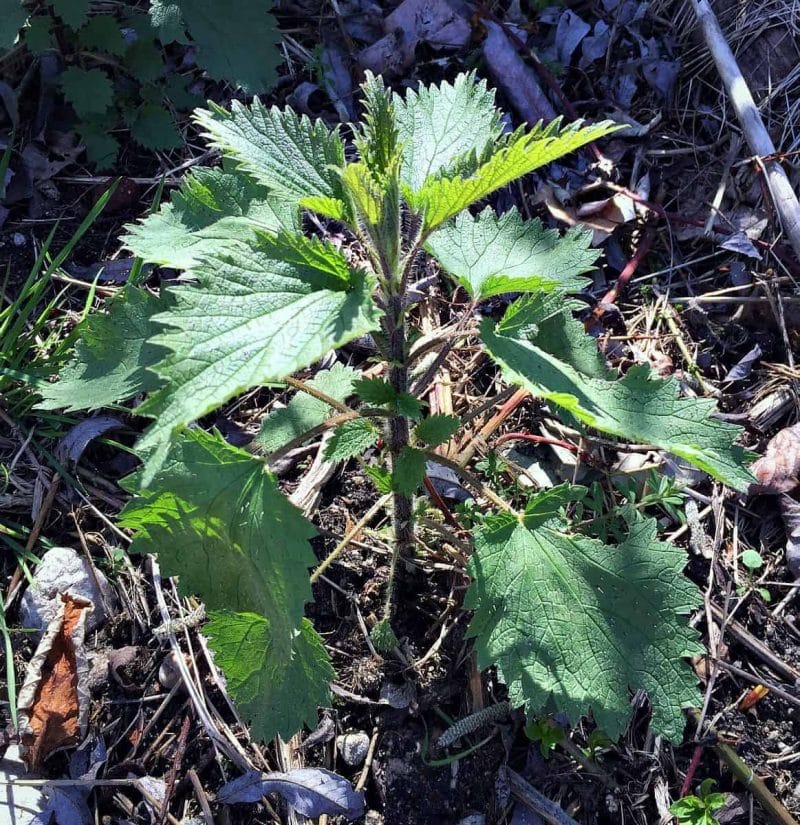 stinging nettle plant