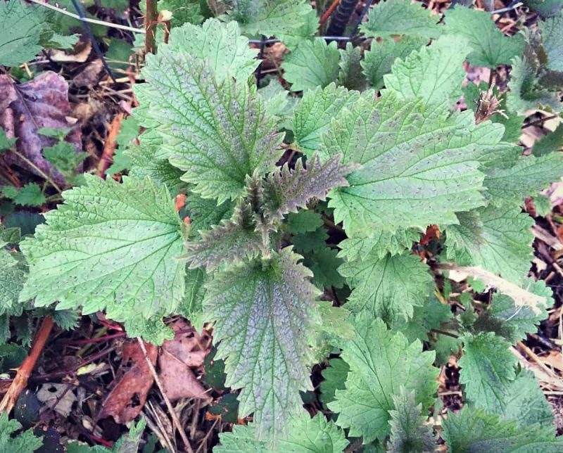 nettles top view