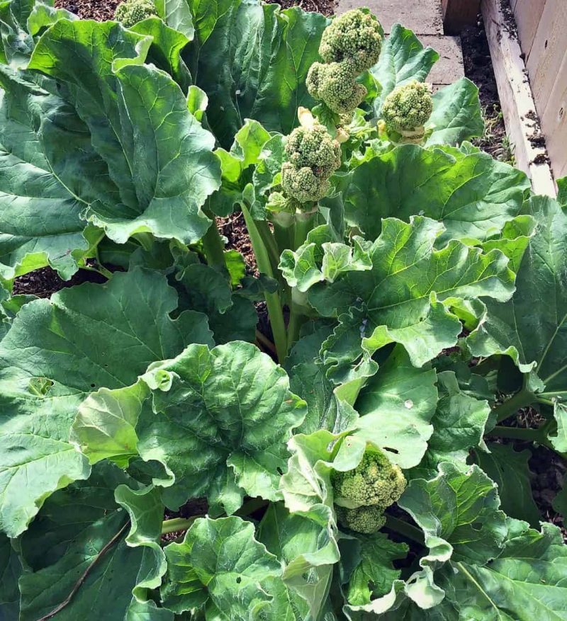 rhubarb plant