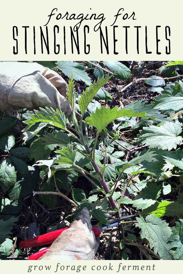 A gloved hand cutting wild stinging nettles.