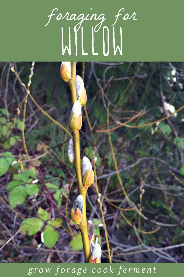 How to forage for willow.