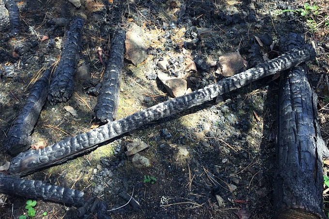 burned areas morels