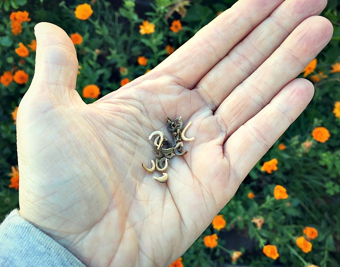 curly calendula seeds in a hand