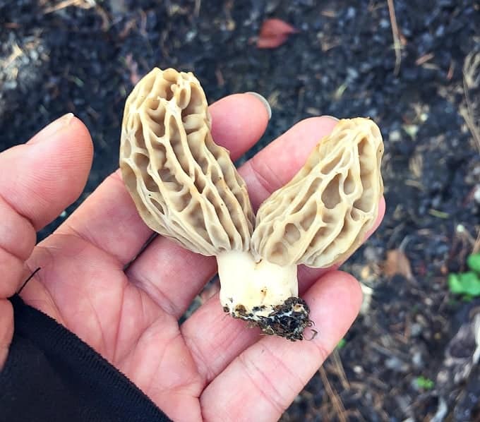 double morel mushroom