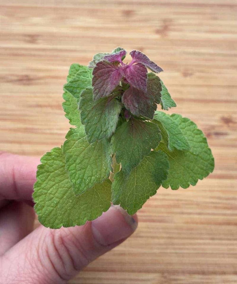 holding deadnettle