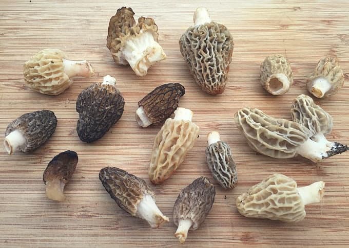 many kinds of morels