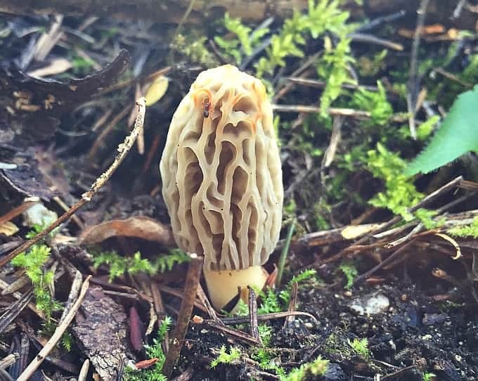 morel mushroom 2