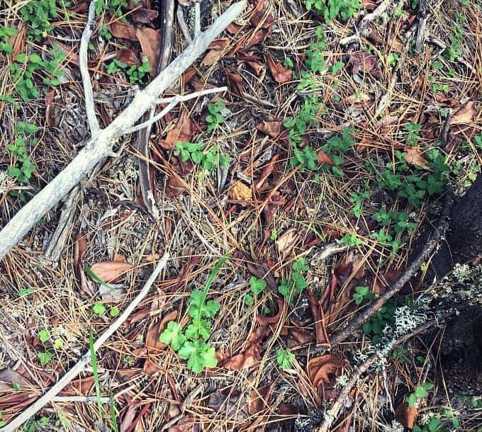 morel mushroom forest floor