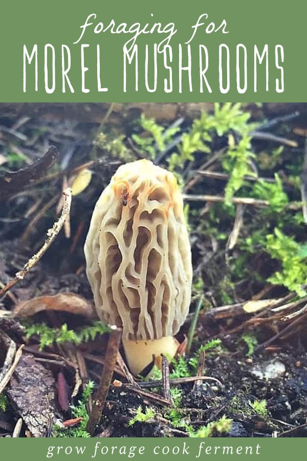 A morel mushroom growing on the forest floor.