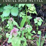 Purple dead nettle plants, and easy to forage for wild weed.