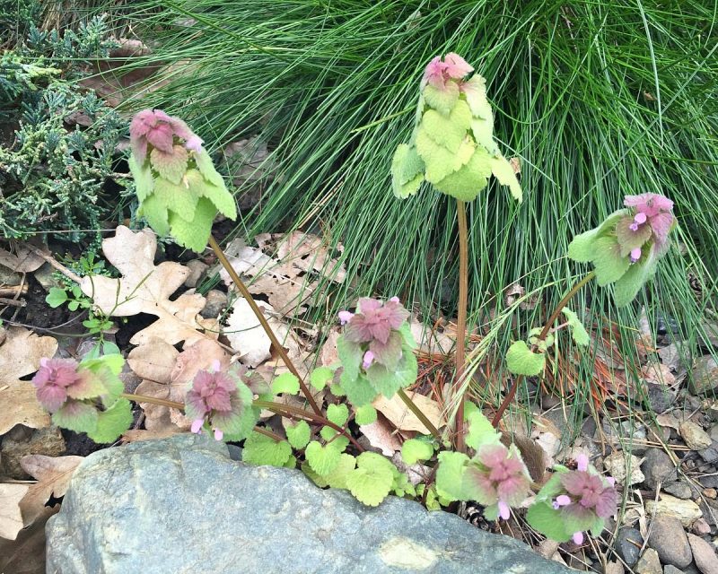 purple dead nettle in a backyard