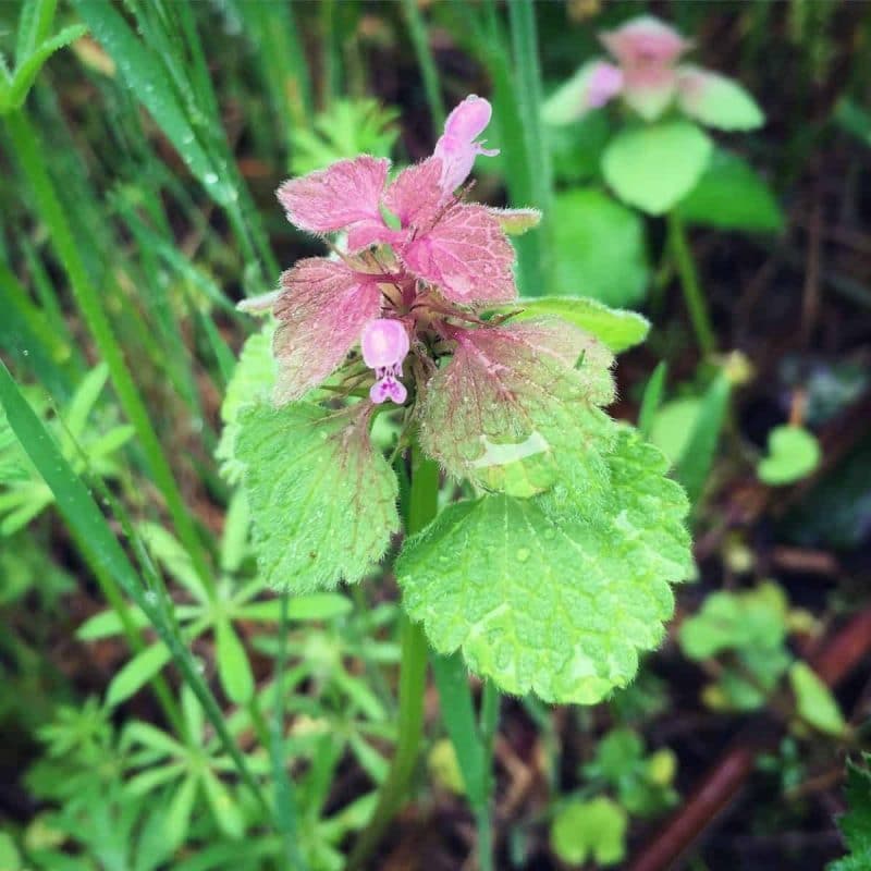 purple deadnettle close up