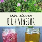 Flowering chive plant, and two jars of chive blossom infused oil and vinegar.