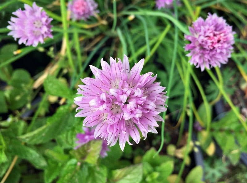 pink chive blossoms