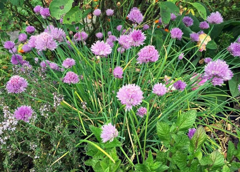 chive blossoms