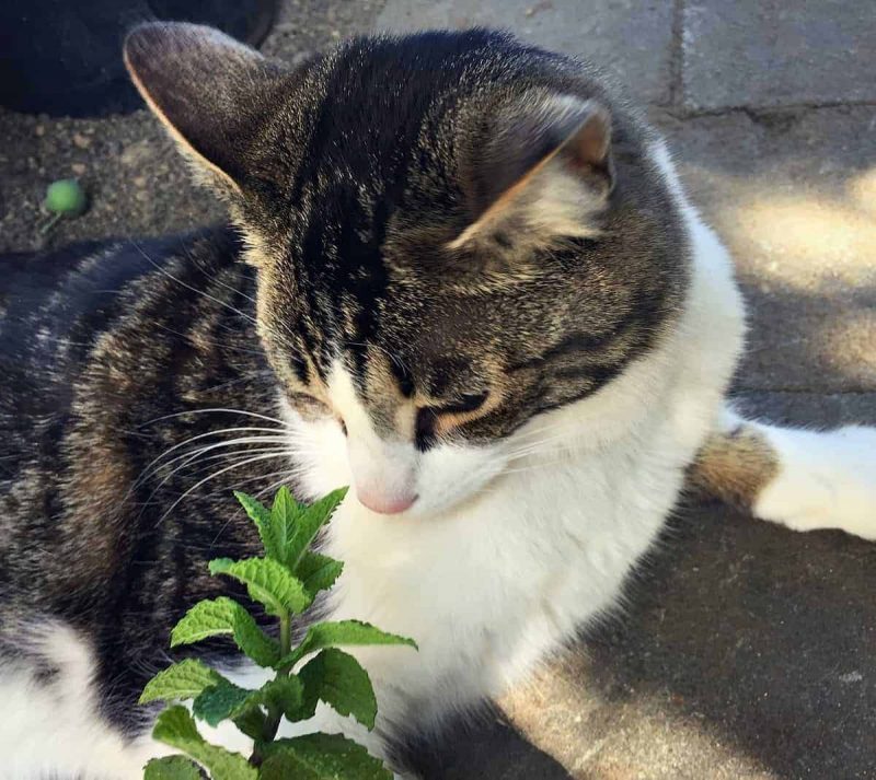 cat smelling fresh mint