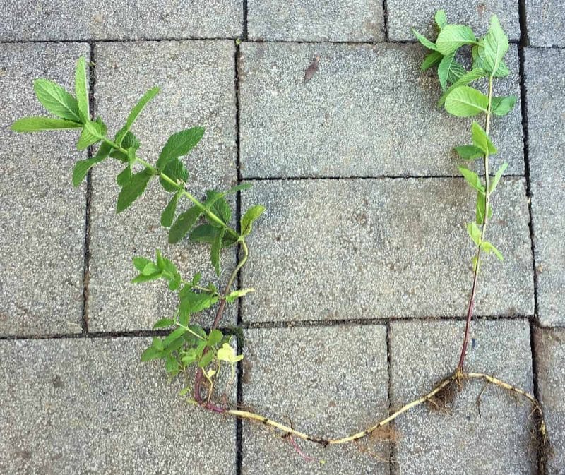 mint plant showing the roots