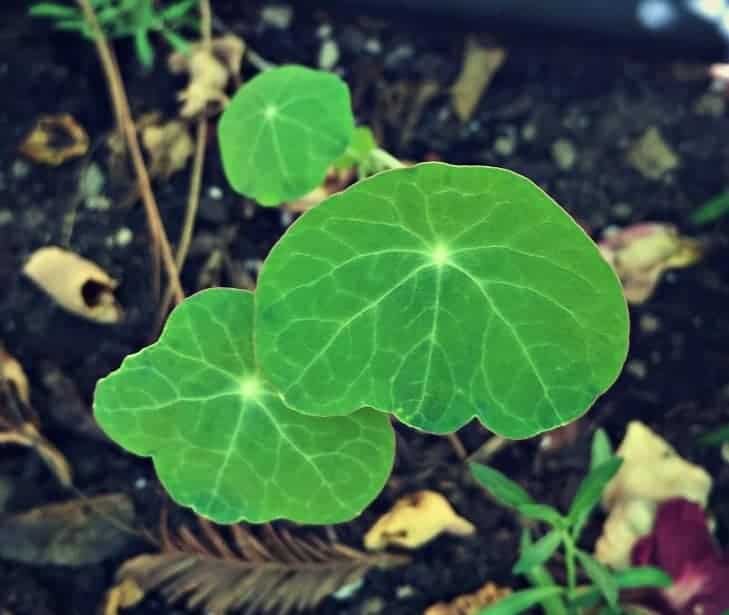 nasturtium sprouts