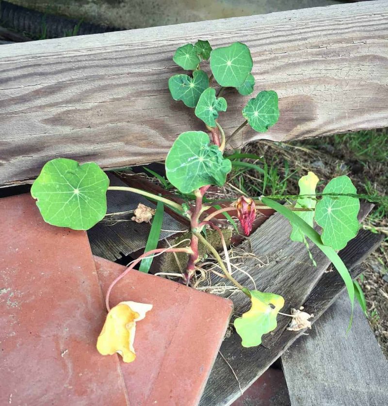 nasturtiums growing tough