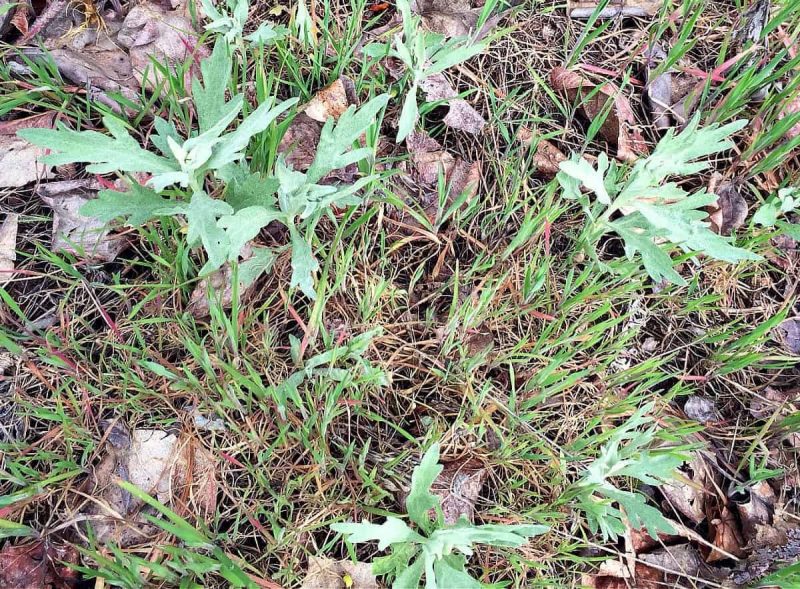 baby mugwort growing