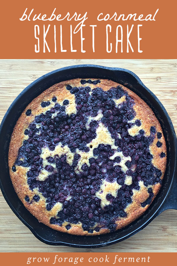 Blueberry cornmeal cake in a cast iron skillet.
