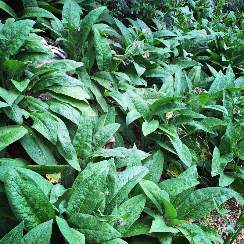 field of comfrey