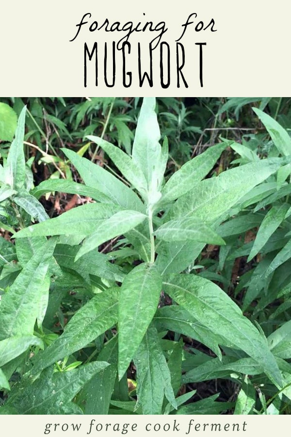 A mugwort plant