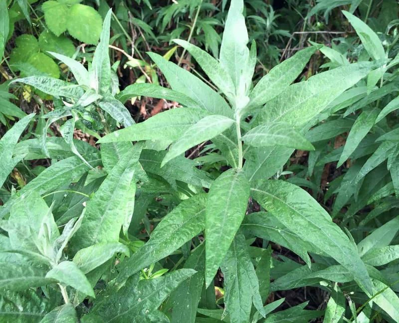 wild mugwort growing