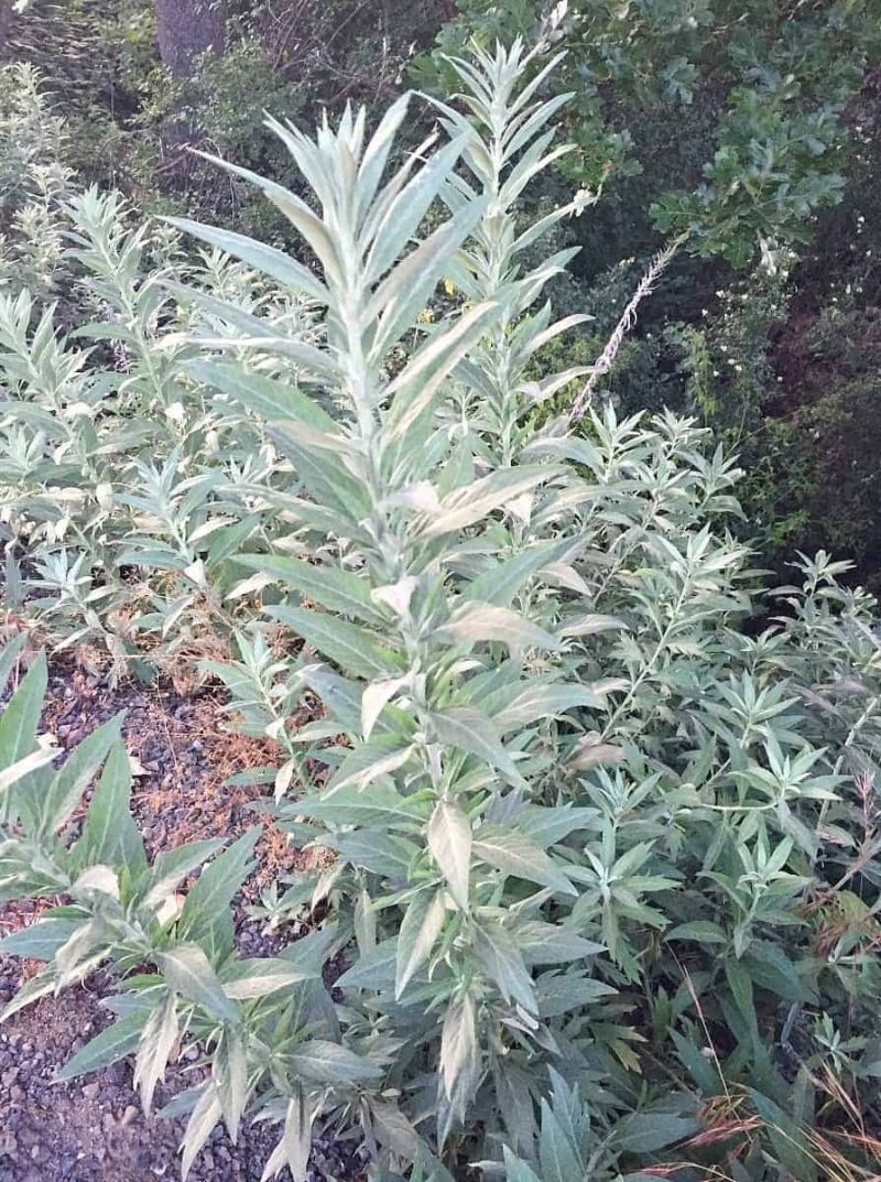 tall mugwort plants