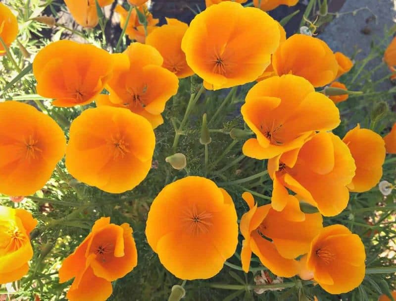 top view of california poppies