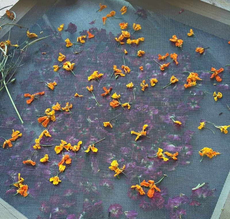 dried poppies on a drying screen