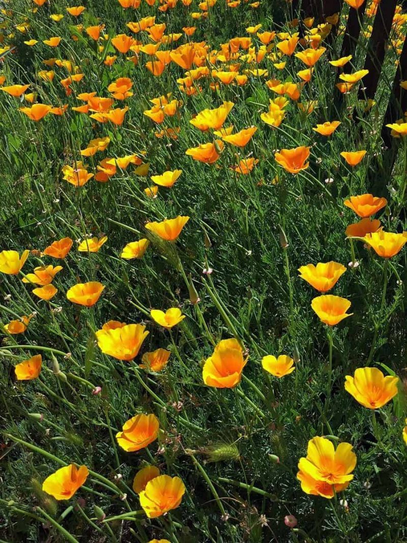 california poppy field