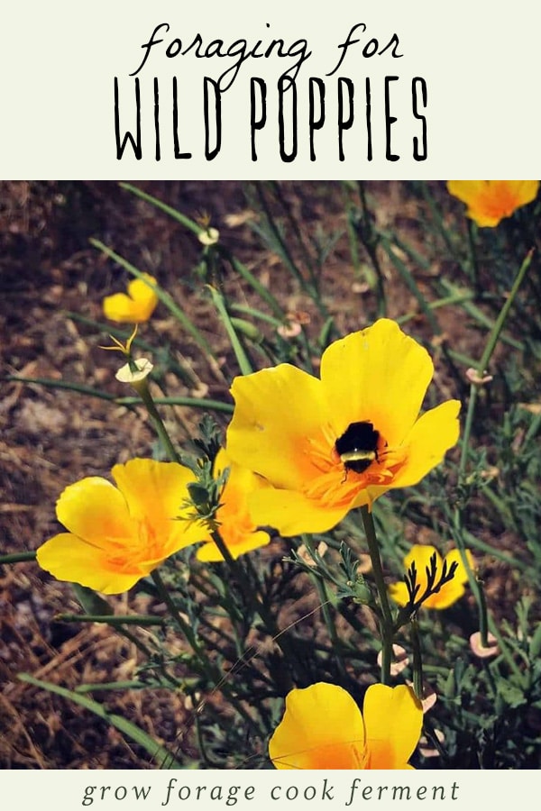 Yellow wild california poppies