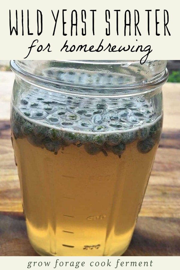 A jar filled with wild yeast starter - an easy natural starter for homebrewing.