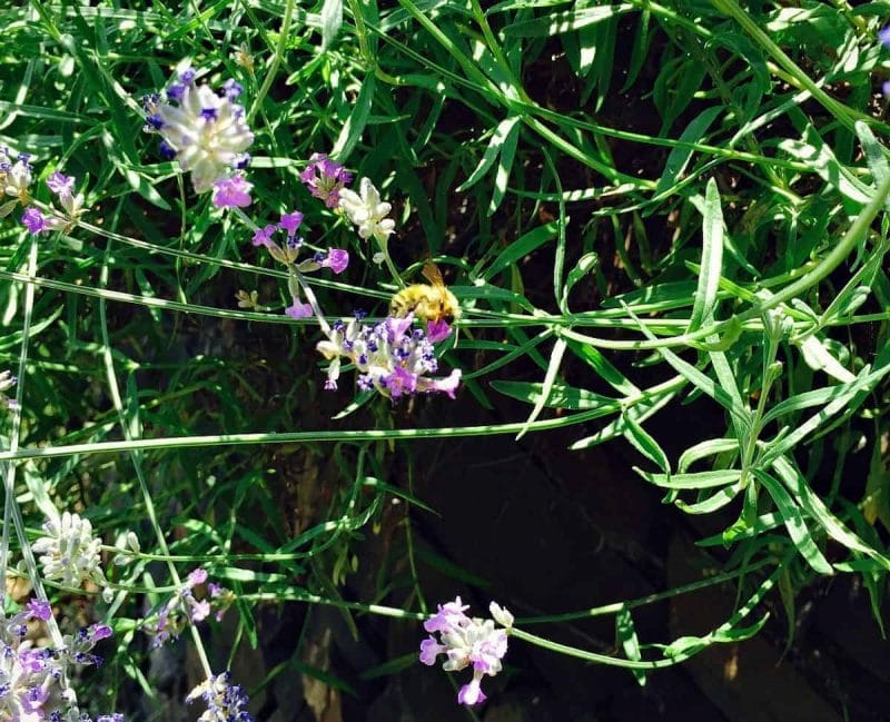 lavender bee