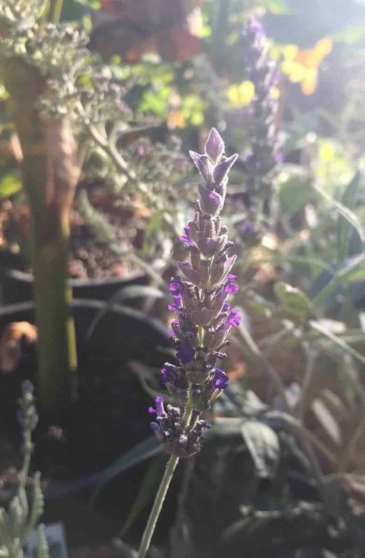 lavender flower