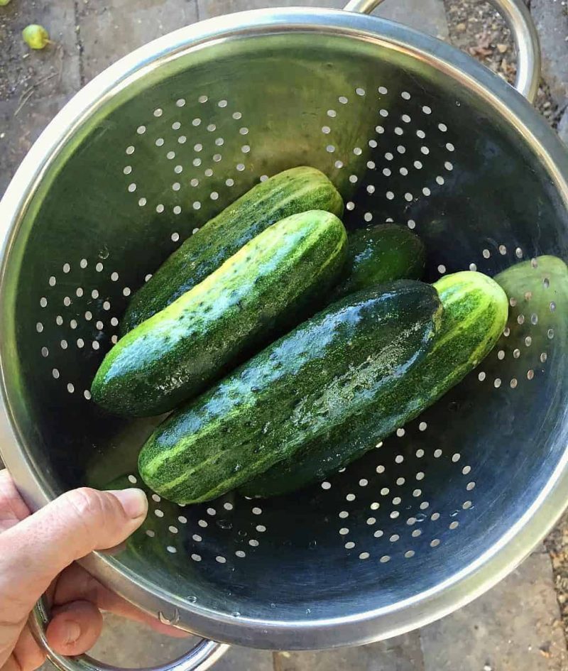 pickling cucumbers