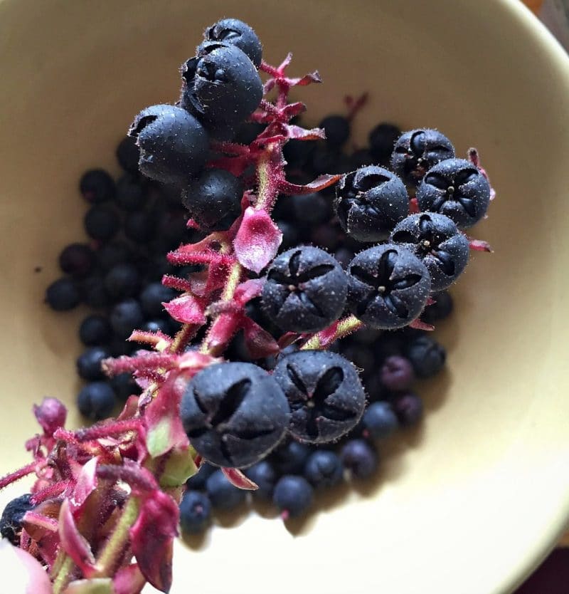 salal berries close up